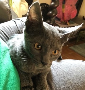 Gray Zee