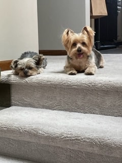 Max & Mitzy